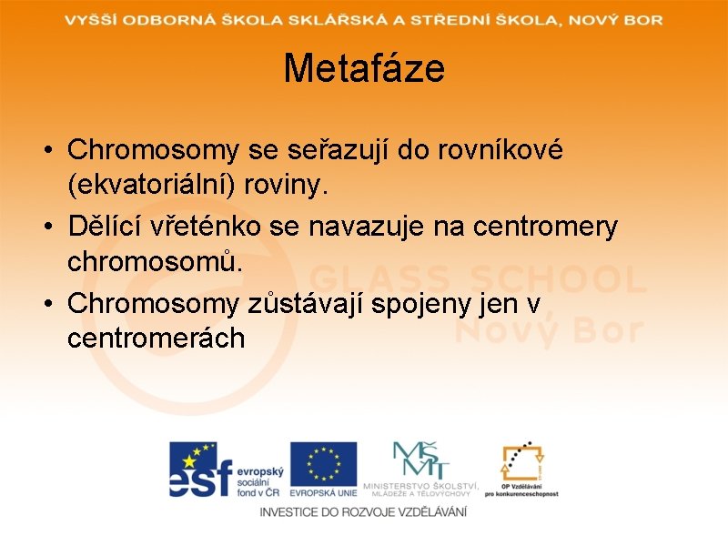 Metafáze • Chromosomy se seřazují do rovníkové (ekvatoriální) roviny. • Dělící vřeténko se navazuje