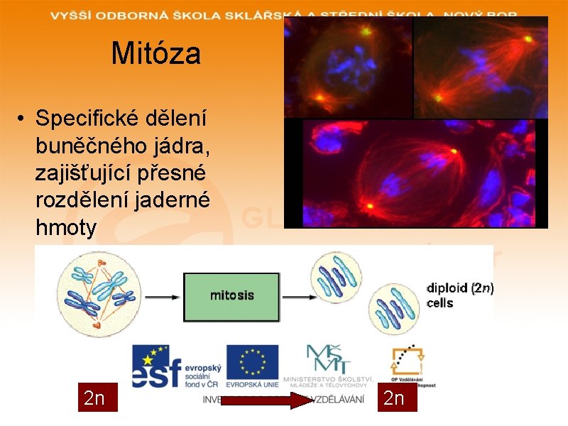 Mitóza • Specifické dělení buněčného jádra, zajišťující přesné rozdělení jaderné hmoty 2 n 2