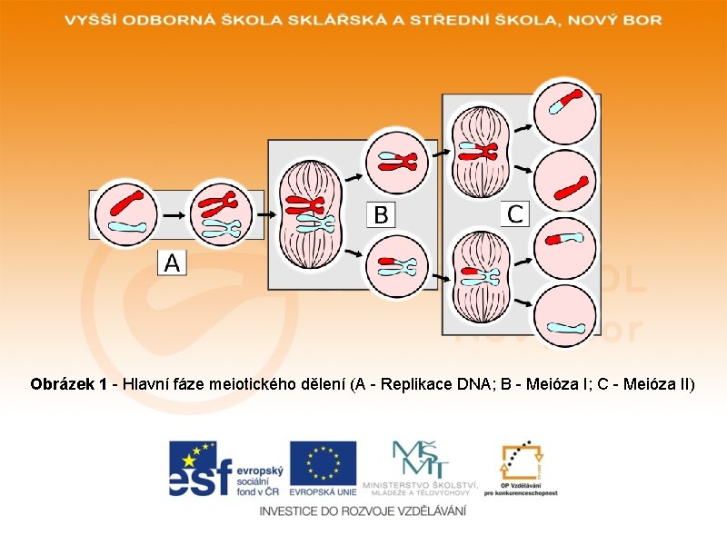 Obrázek 1 - Hlavní fáze meiotického dělení (A - Replikace DNA; B - Meióza