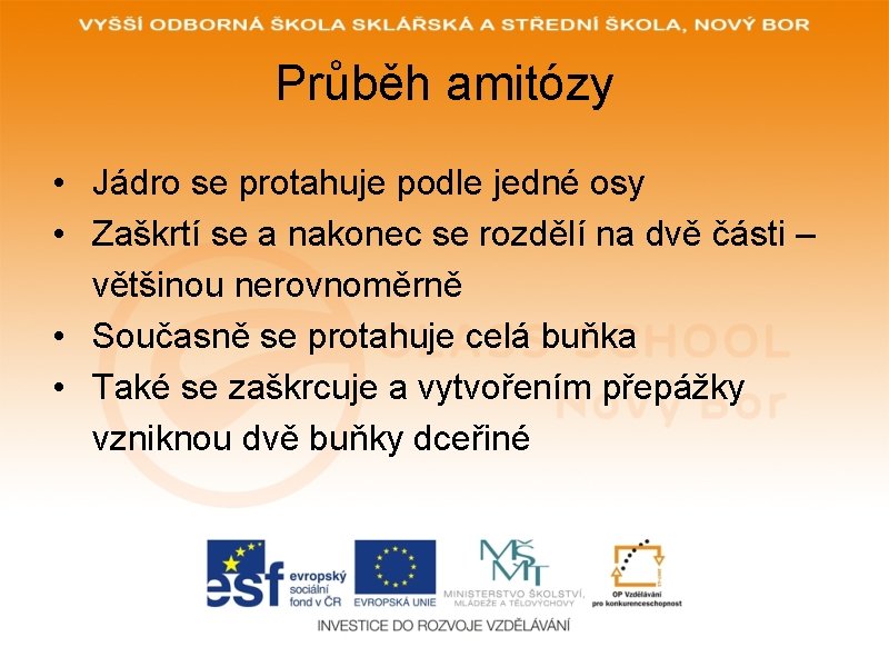 Průběh amitózy • Jádro se protahuje podle jedné osy • Zaškrtí se a nakonec