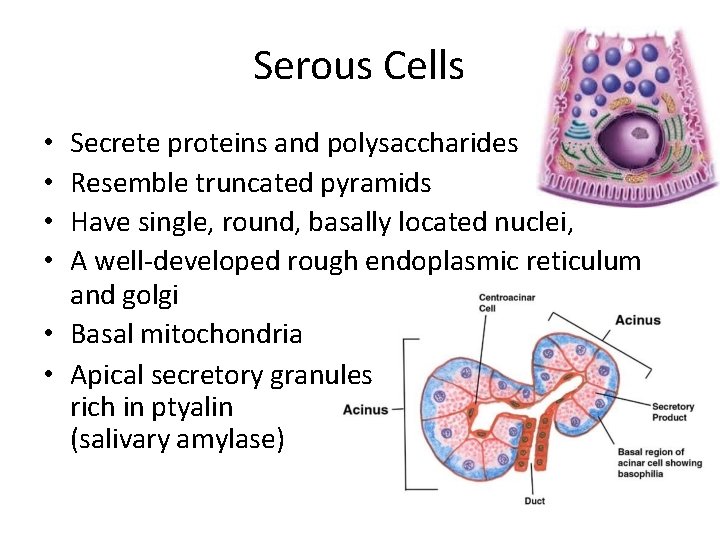 Serous Cells Secrete proteins and polysaccharides Resemble truncated pyramids Have single, round, basally located