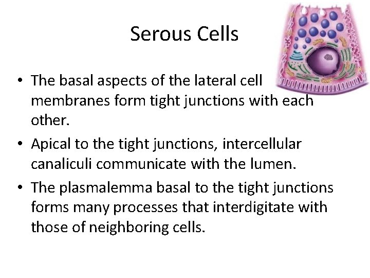 Serous Cells • The basal aspects of the lateral cell membranes form tight junctions