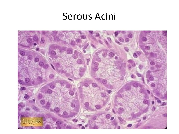 Serous Acini 