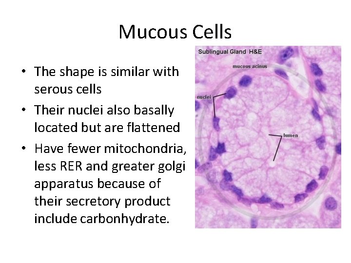 Mucous Cells • The shape is similar with serous cells • Their nuclei also
