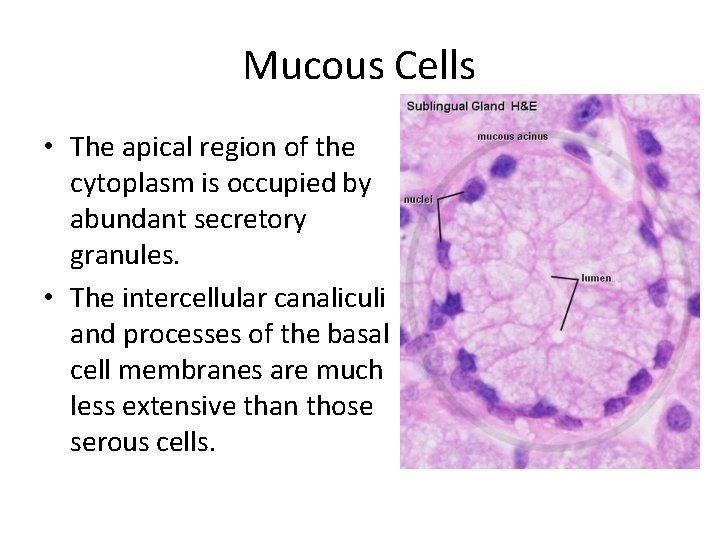 Mucous Cells • The apical region of the cytoplasm is occupied by abundant secretory