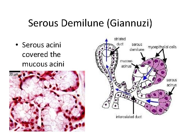 Serous Demilune (Giannuzi) • Serous acini covered the mucous acini 
