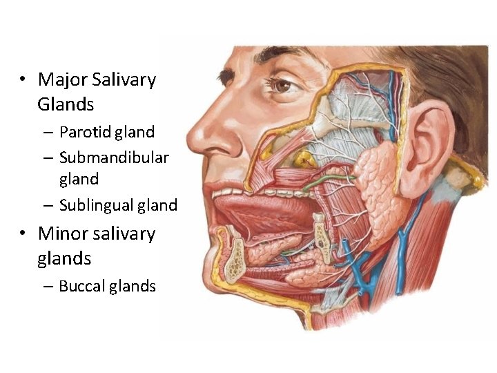  • Major Salivary Glands – Parotid gland – Submandibular gland – Sublingual gland