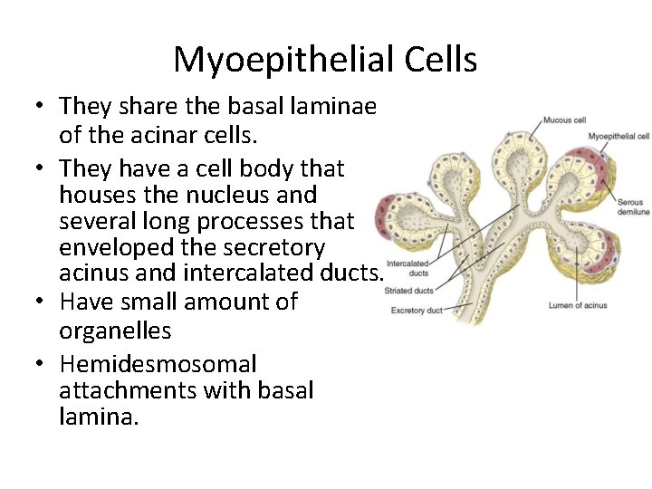 Myoepithelial Cells • They share the basal laminae of the acinar cells. • They