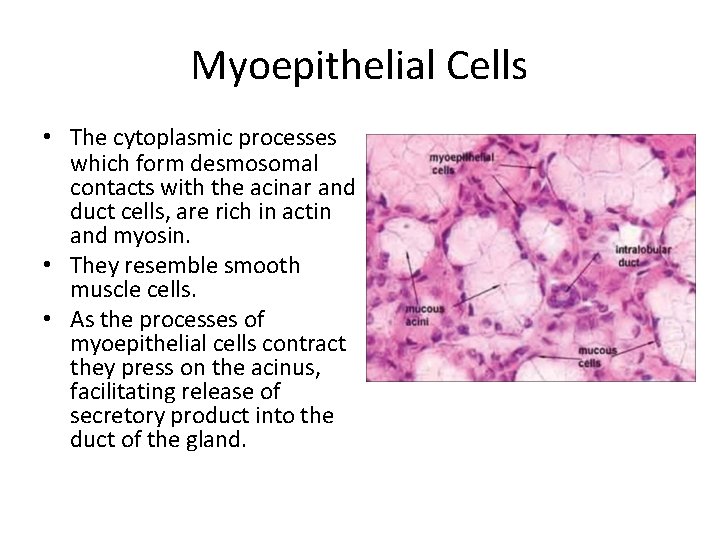 Myoepithelial Cells • The cytoplasmic processes which form desmosomal contacts with the acinar and
