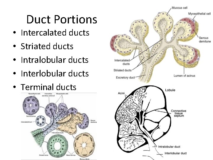 Duct Portions • • • Intercalated ducts Striated ducts Intralobular ducts Interlobular ducts Terminal