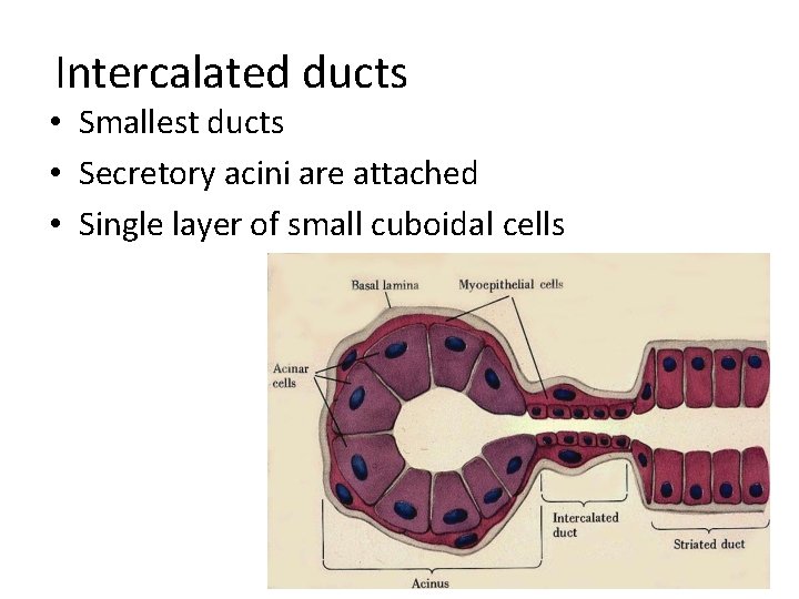 Intercalated ducts • Smallest ducts • Secretory acini are attached • Single layer of