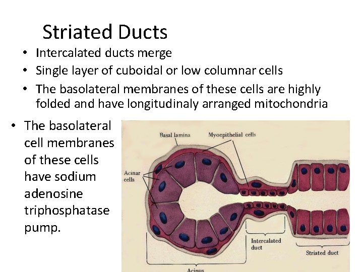 Striated Ducts • Intercalated ducts merge • Single layer of cuboidal or low columnar