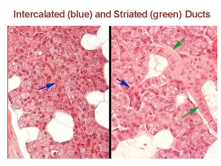 Intercalated (blue) and Striated (green) Ducts 