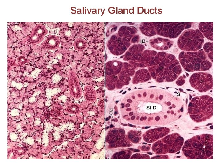 Salivary Gland Ducts 