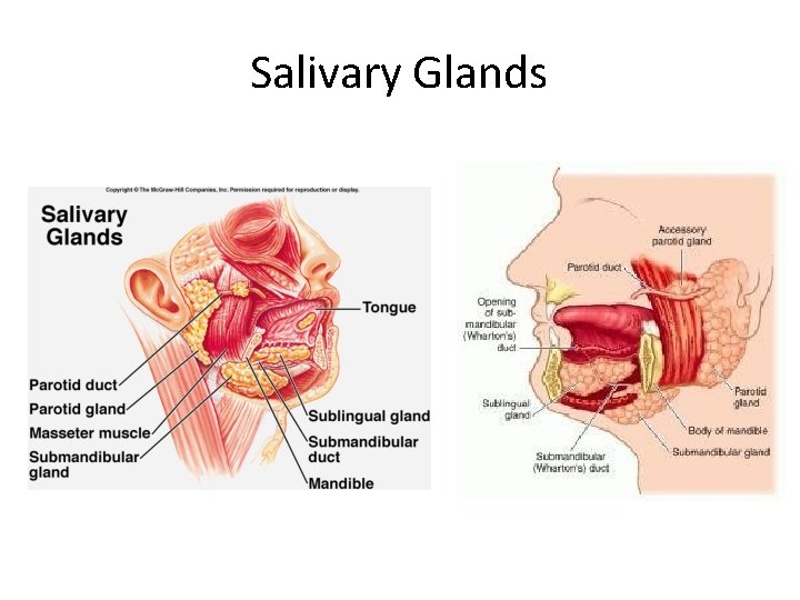 Salivary Glands 
