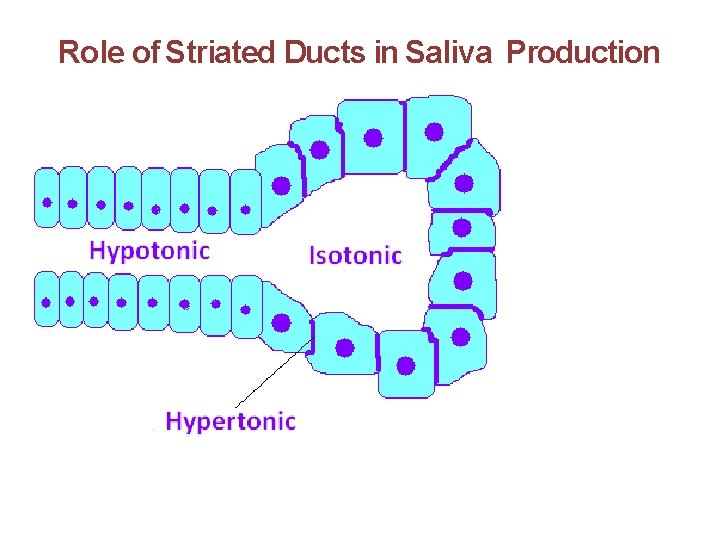 Role of Striated Ducts in Saliva Production 