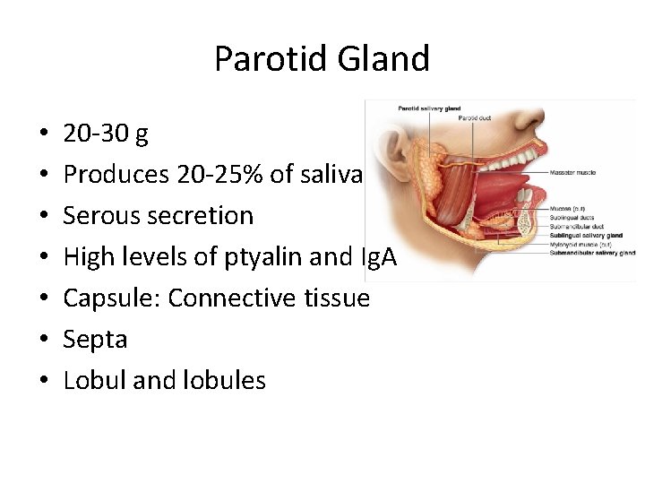 Parotid Gland • • 20 -30 g Produces 20 -25% of saliva Serous secretion