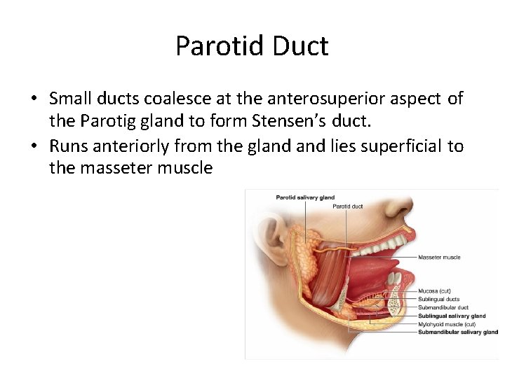 Parotid Duct • Small ducts coalesce at the anterosuperior aspect of the Parotig gland