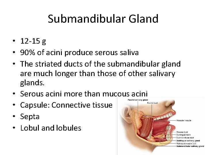 Submandibular Gland • 12 -15 g • 90% of acini produce serous saliva •