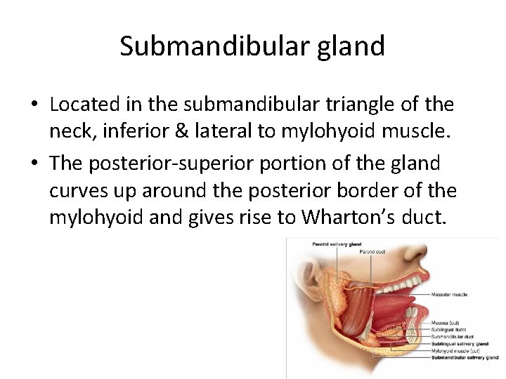 Submandibular gland • Located in the submandibular triangle of the neck, inferior & lateral