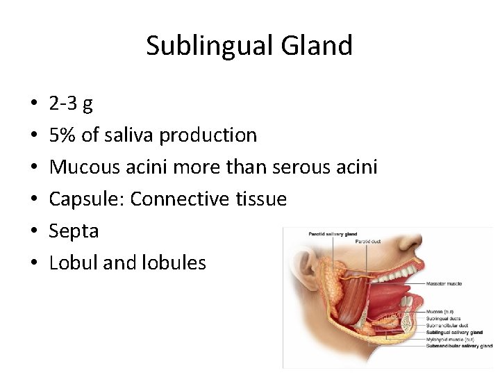 Sublingual Gland • • • 2 -3 g 5% of saliva production Mucous acini