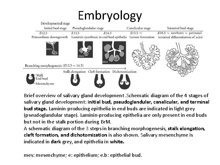 Embryology Brief overview of salivary gland development. Schematic diagram of the 4 stages of