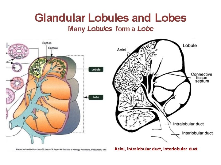 Glandular Lobules and Lobes Many Lobules form a Lobe Acini, Intralobular duct, Interlobular duct
