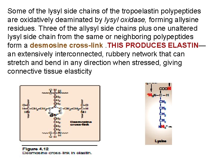 Some of the lysyl side chains of the tropoelastin polypeptides are oxidatively deaminated by