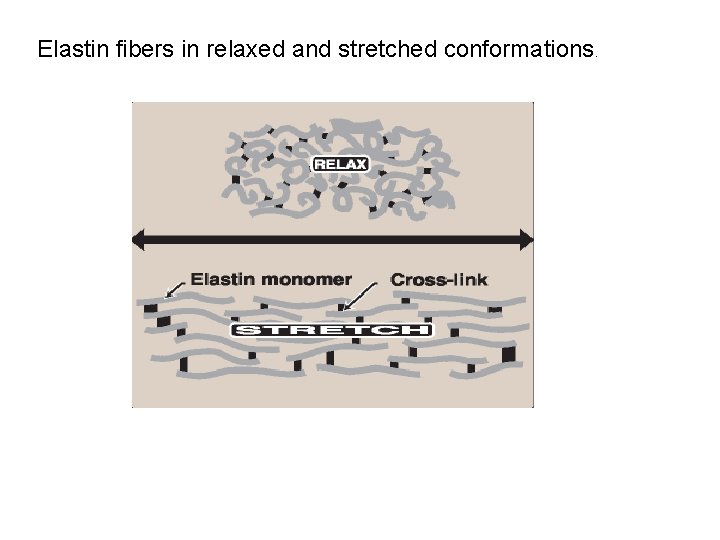 Elastin fibers in relaxed and stretched conformations. 