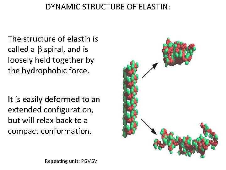 DYNAMIC STRUCTURE OF ELASTIN: The structure of elastin is called a b spiral, and