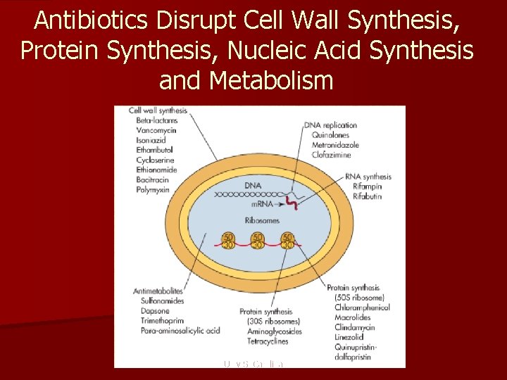 Antibiotics Disrupt Cell Wall Synthesis, Protein Synthesis, Nucleic Acid Synthesis and Metabolism Univ S.