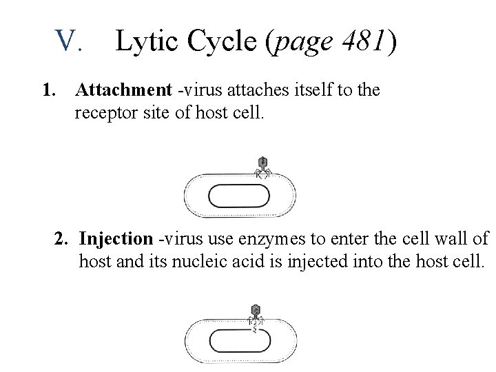 V. Lytic Cycle (page 481) 1. Attachment -virus attaches itself to the receptor site