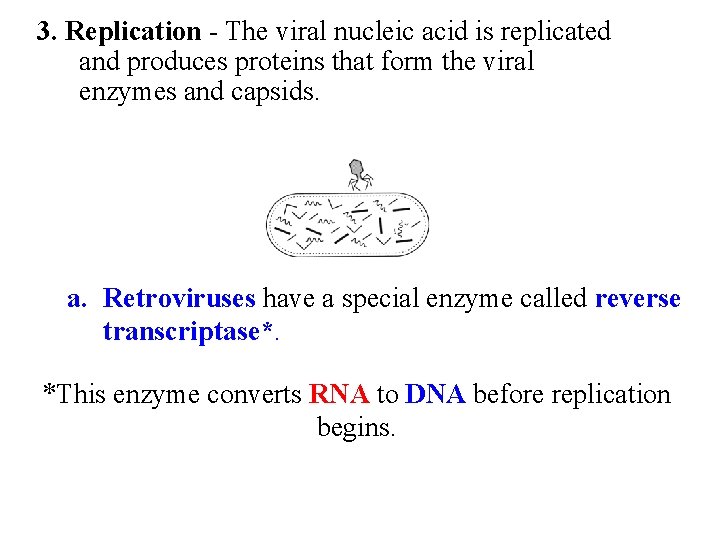 3. Replication - The viral nucleic acid is replicated and produces proteins that form