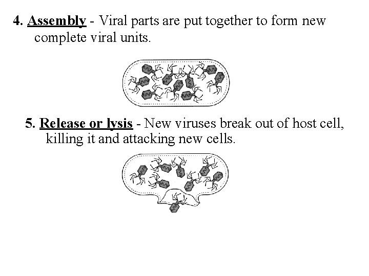 4. Assembly - Viral parts are put together to form new complete viral units.
