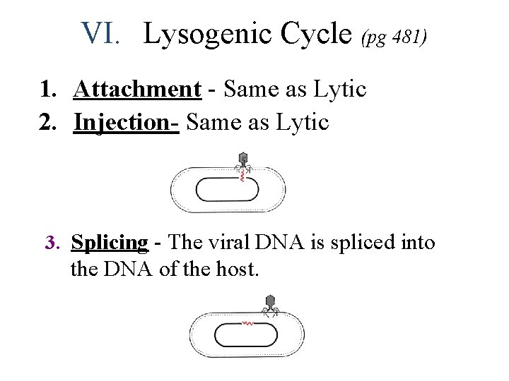 VI. Lysogenic Cycle (pg 481) 1. Attachment - Same as Lytic 2. Injection- Same