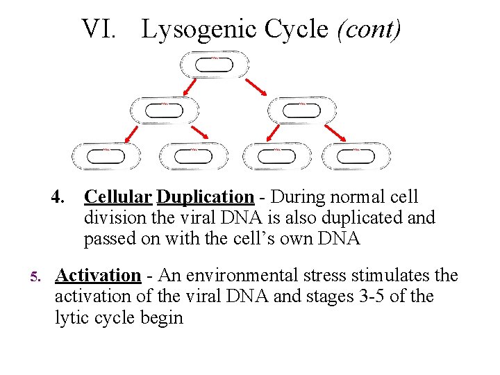 VI. Lysogenic Cycle (cont) 4. Cellular Duplication - During normal cell division the viral