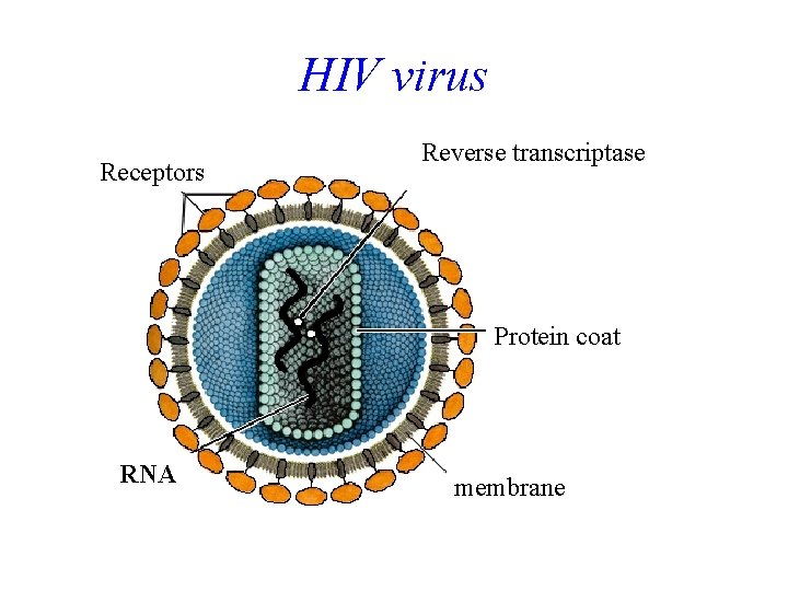 HIV virus Receptors Reverse transcriptase Protein coat RNA membrane 