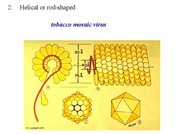 2. Helical or rod-shaped tobacco mosaic virus 