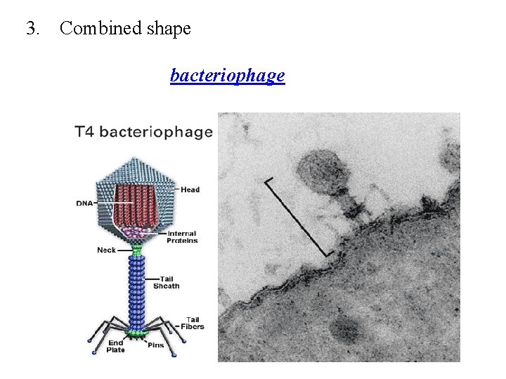3. Combined shape bacteriophage 