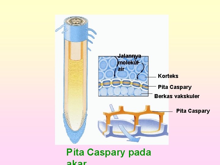 Jalannya molekul air Korteks Pita Caspary Berkas vakskuler Pita Caspary pada 