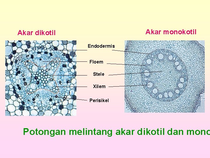 Akar monokotil Akar dikotil Endodermis Floem Stele Xilem Perisikel Potongan melintang akar dikotil dan