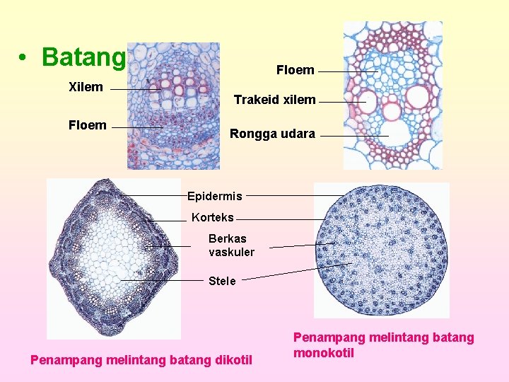  • Batang Floem Xilem Floem Trakeid xilem Rongga udara Epidermis Korteks Berkas vaskuler