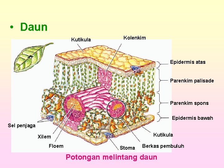  • Daun Kutikula Kolenkim Epidermis atas Parenkim palisade Parenkim spons Epidermis bawah Sel