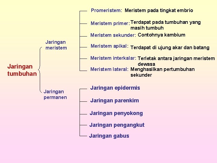 Promeristem: Meristem pada tingkat embrio Meristem primer: Terdapat pada tumbuhan yang masih tumbuh Meristem