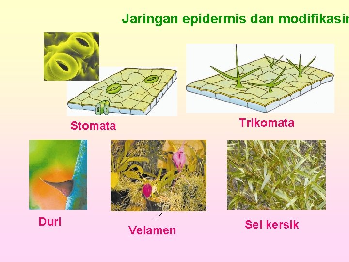 Jaringan epidermis dan modifikasin Trikomata Stomata Duri Velamen Sel kersik 