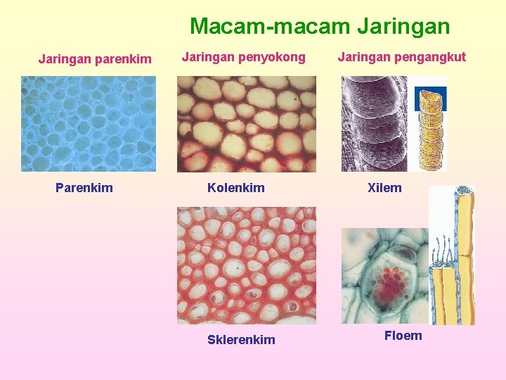 Macam-macam Jaringan parenkim Parenkim Jaringan penyokong Kolenkim Sklerenkim Jaringan pengangkut Xilem Floem 