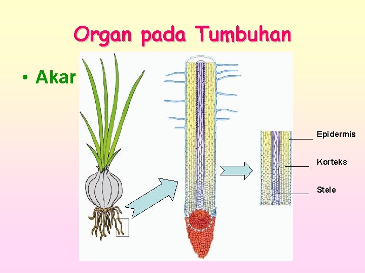 Organ pada Tumbuhan • Akar Epidermis Korteks Stele 