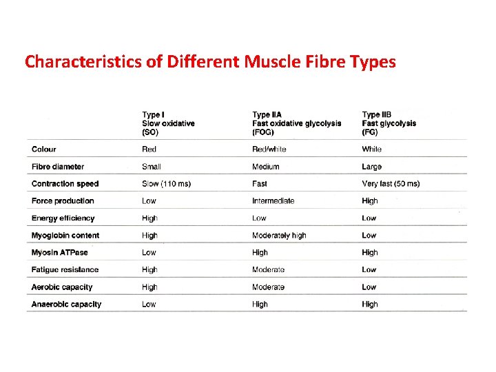 Characteristics of Different Muscle Fibre Types 