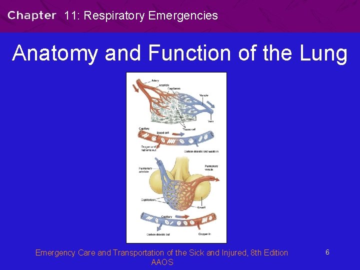 11: Respiratory Emergencies Anatomy and Function of the Lung Emergency Care and Transportation of
