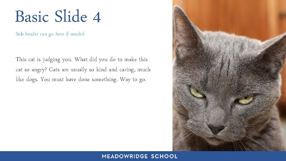 Basic Slide 4 Sub-header can go here if needed 1 2 This cat is